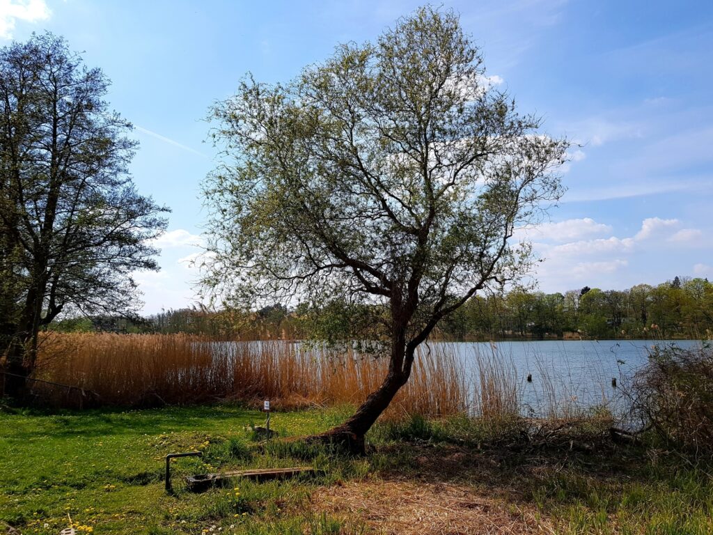 66-Seen-Wanderweg an der Quelle des Kleinen Stienitzsee