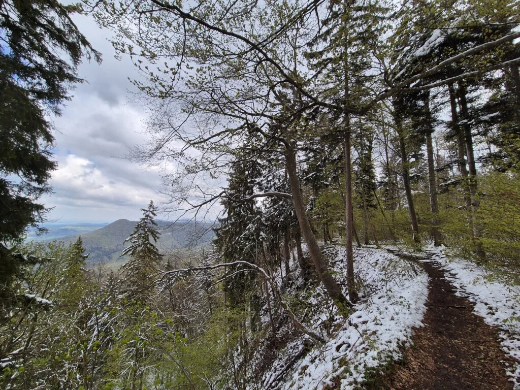 Auf dem Albsteig HW1 kurz vor dem Hirschkopf