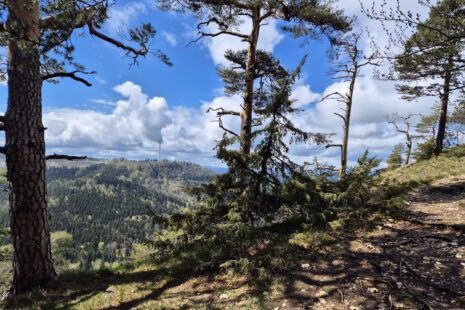 Albsteig HW1 Teil 1: Blick zurück zum Plettenbergturm