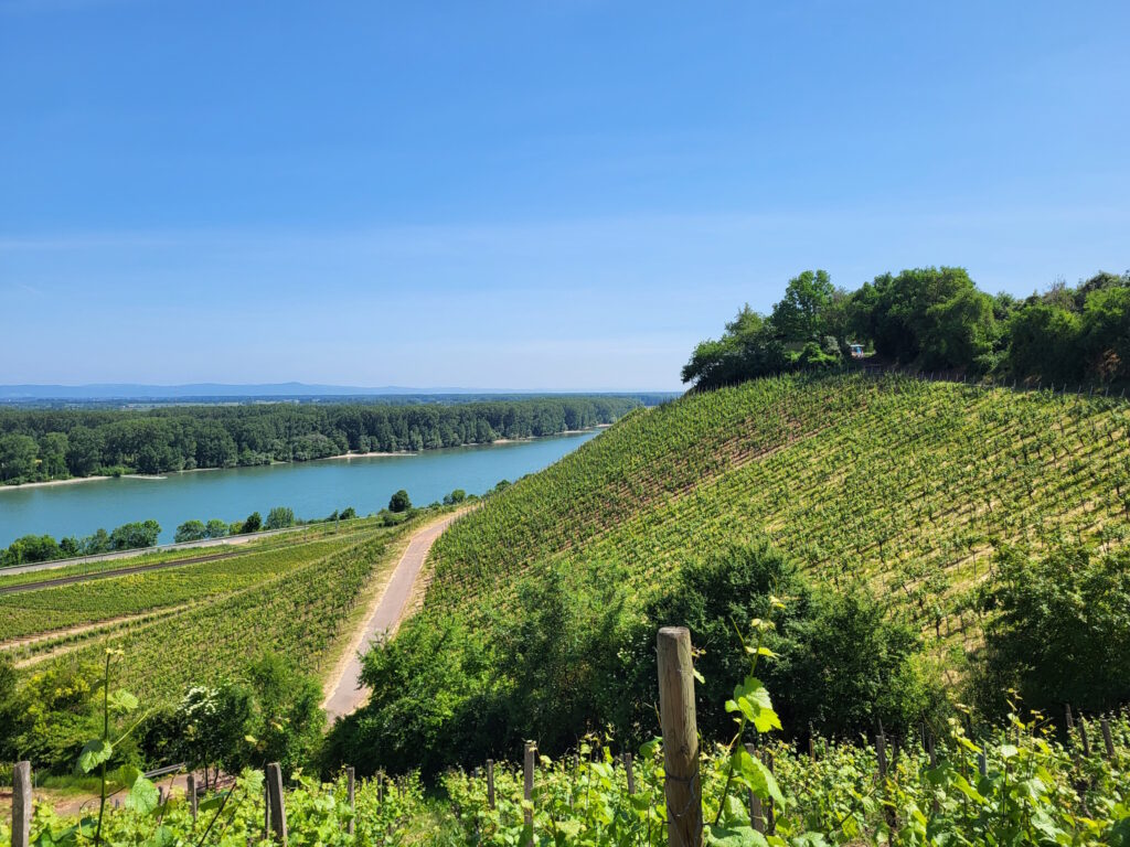 Bloggerwandern Rheinland-Pfalz 2023: Unterwegs auf dem Rheinterrassenweg