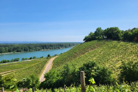 Bloggerwandern Rheinland-Pfalz 2023: Unterwegs auf dem Rheinterrassenweg