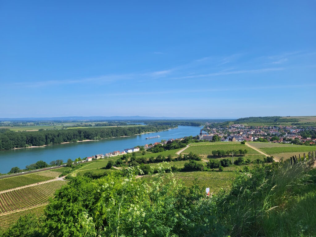 Bloggerwandern Rheinland-Pfalz 2023: Blick vom Rheinterrassenweg auf Nierstein