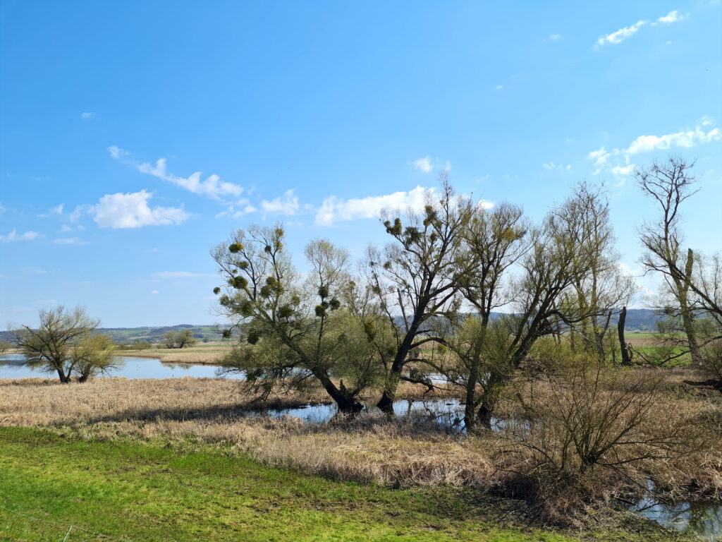 Typisches Landschaftsbild im Oderbruch