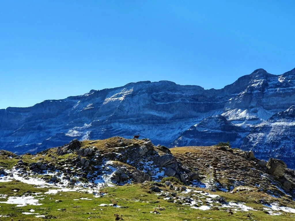 Pyrenäen-Gams vor den Canyons des Valle Pineta