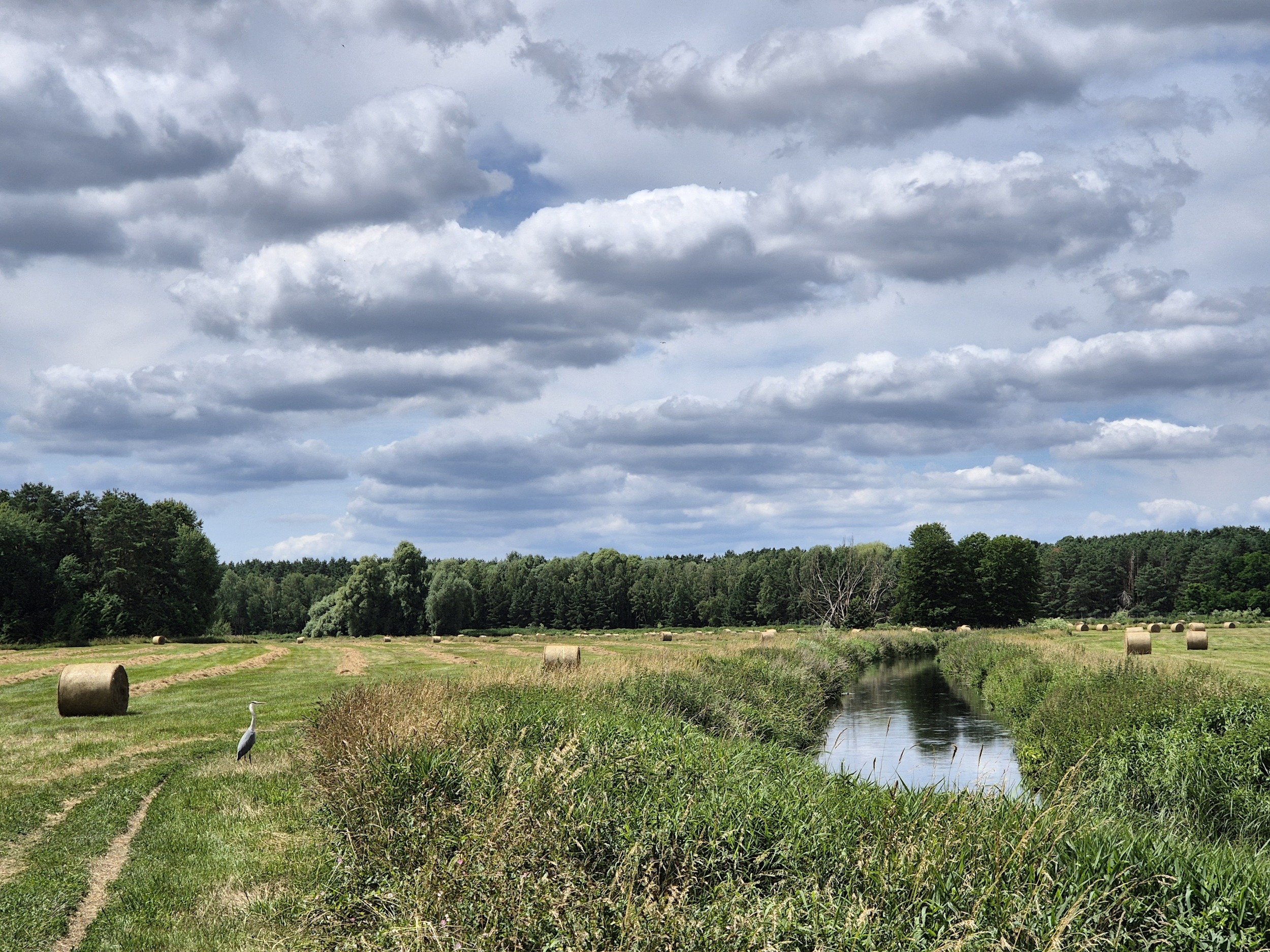 Erpetal-Wanderung: Reiher hinter Waldesruh