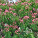 Frühling Blütenpracht im Frühling auf der Peloponnes, Griechenland