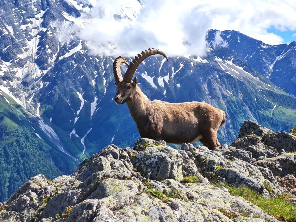 Grande Traversée des Alpes Teil 2: Steinbock vor Mont-Blanc