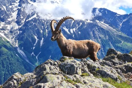 Grande Traversée des Alpes Teil 2: Steinbock vor Mont-Blanc