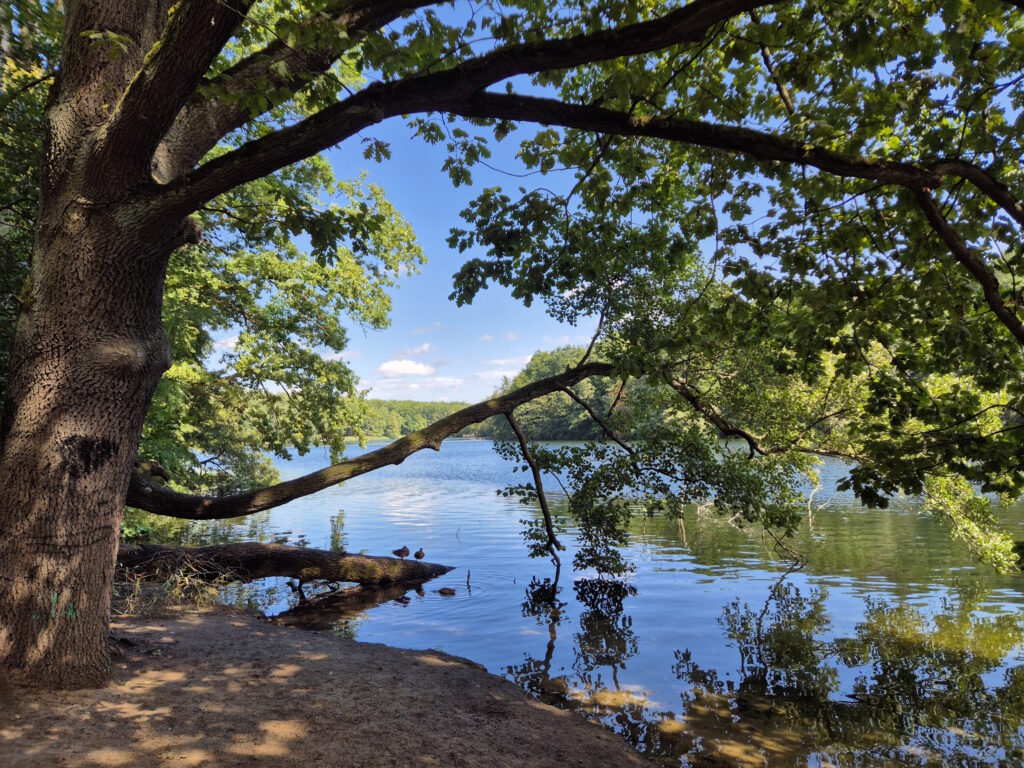 Grunewaldseenkette-Wanderung: Krumme Lanke am Südende