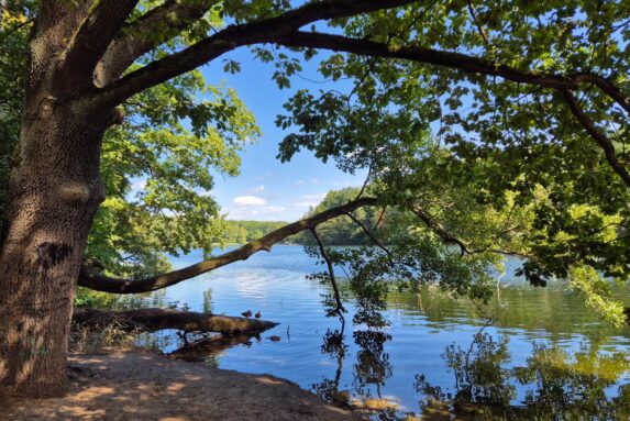 Grunewaldseenkette-Wanderung: Krumme Lanke am Südende