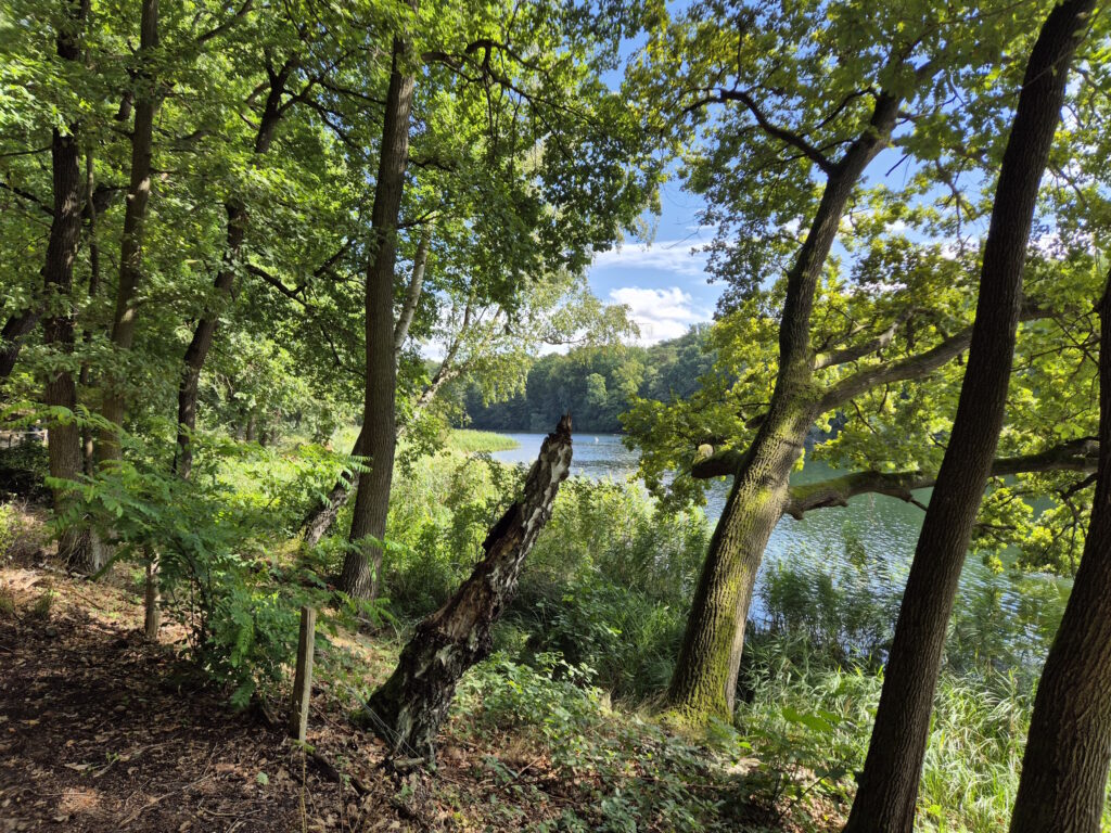 Grunewaldseenkette-Wanderung: Krumme Lanke Nordende