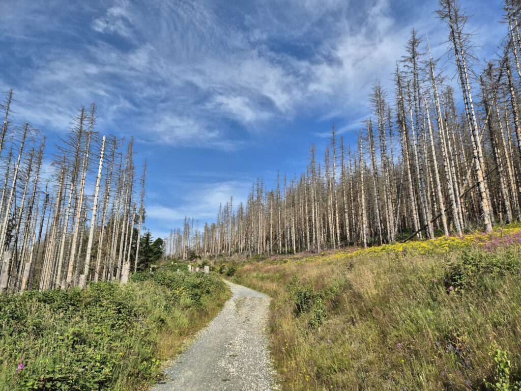 Harz-Wanderung über den Brocken: Aufstieg hinter Drei Annen Hohne