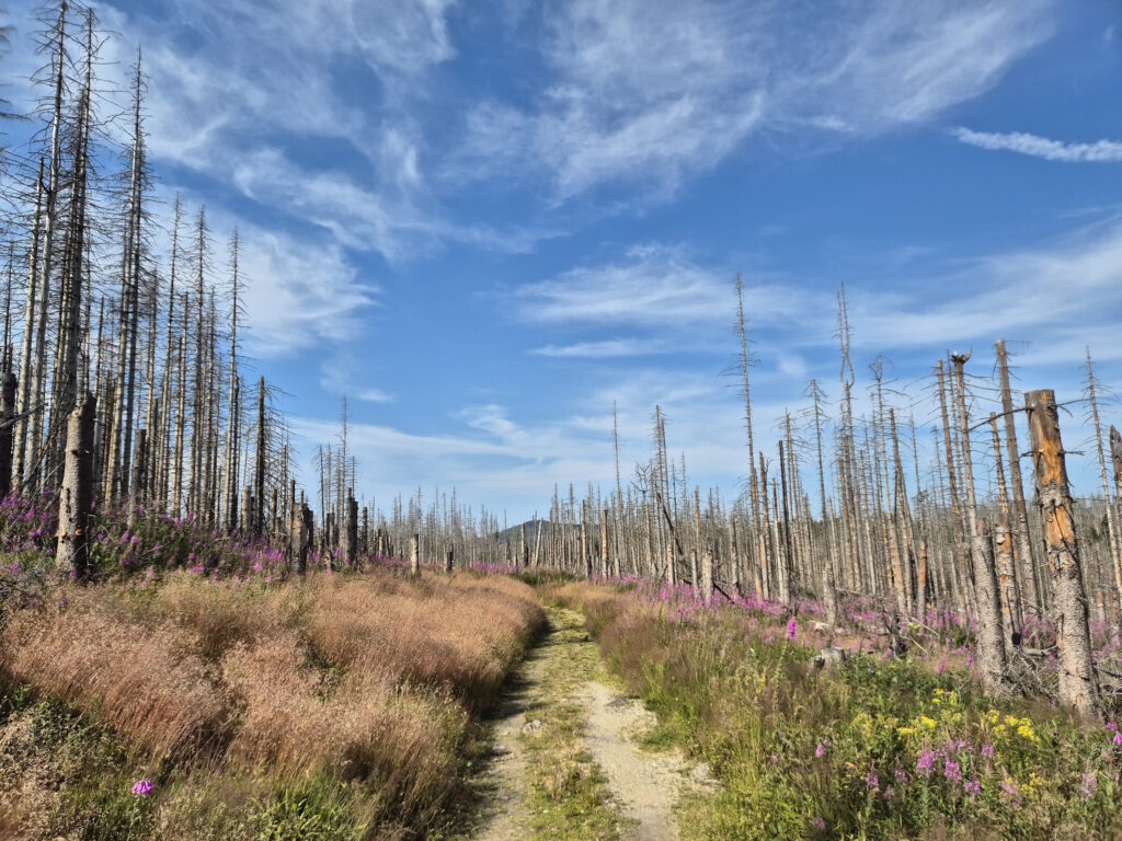 Harz-Wanderung über den Brocken: Brockenblick am Erdbeerkopf