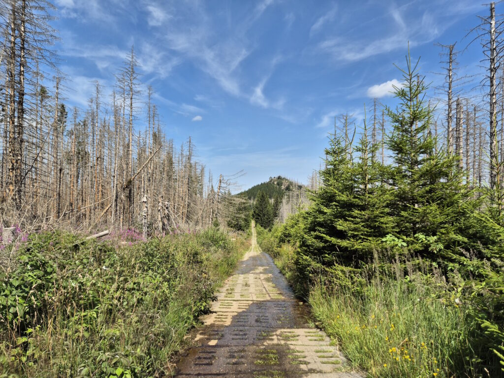 Harz-Wanderung über den Brocken: Scharfenstein