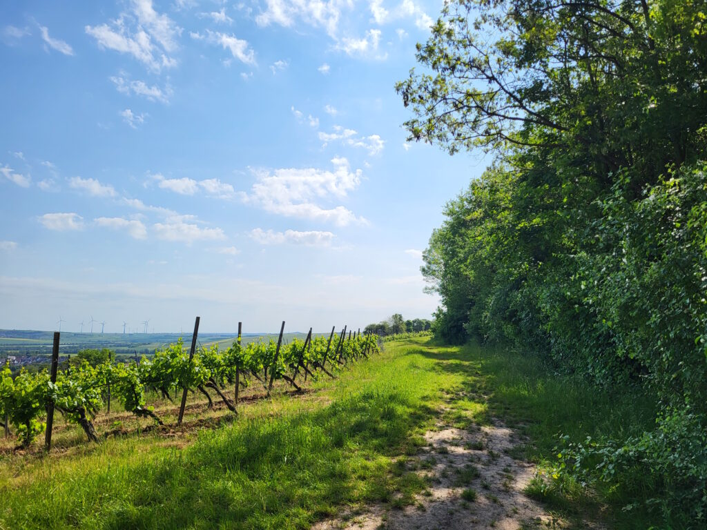 Hiwweltour Aulheimer Tal: Bei Bornheim