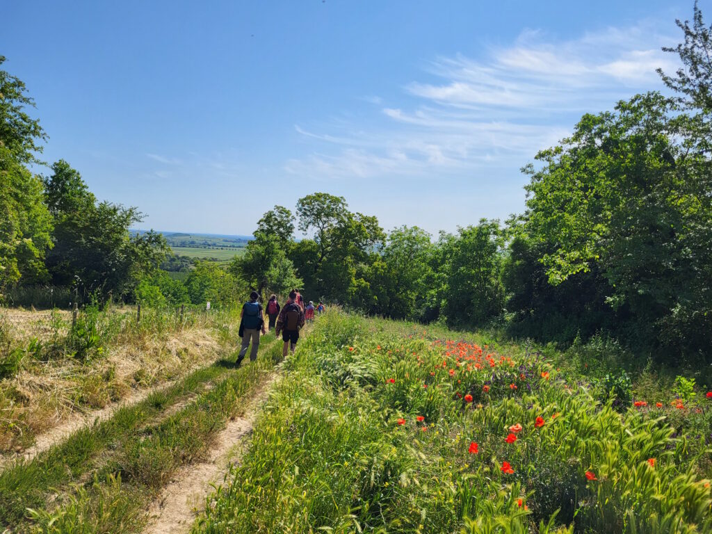 Hiwweltour Zornheimer Berg: Mohnwiese