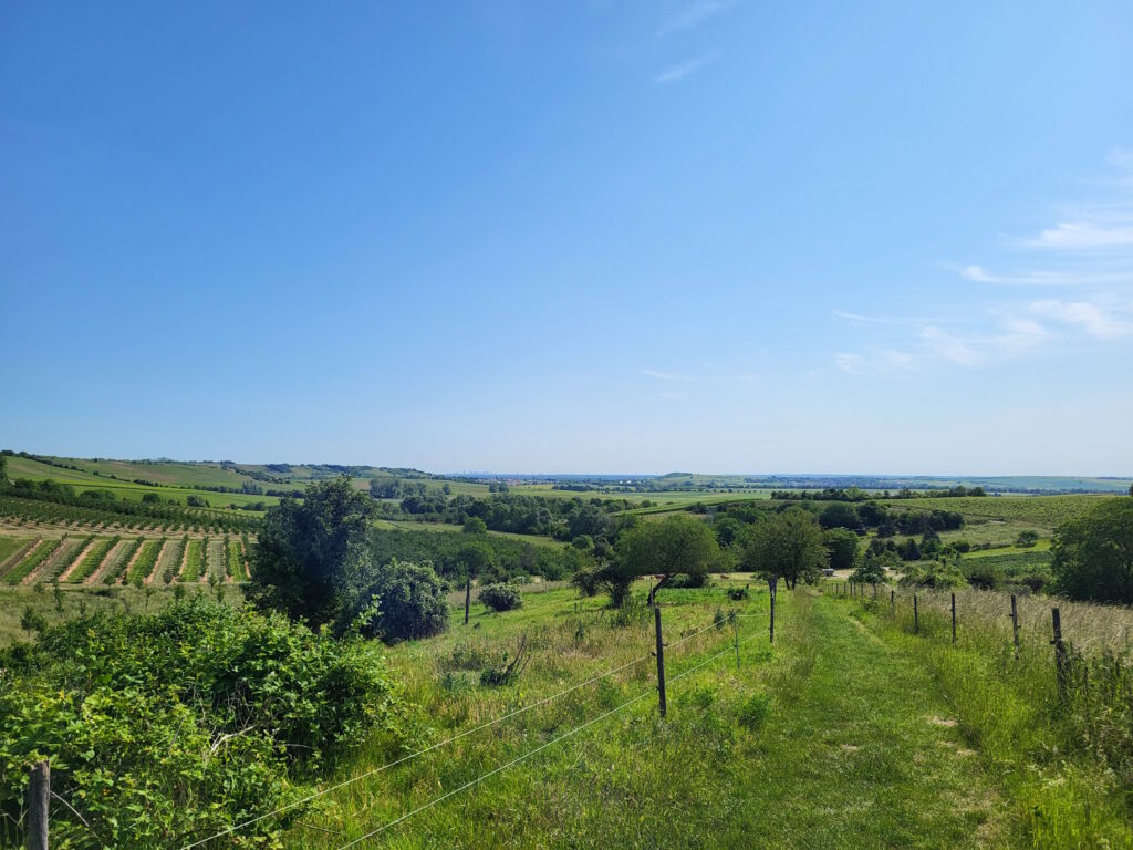 Hiwweltour Zornheimer Berg: Abstieg mit Blick auf die Rheinebene