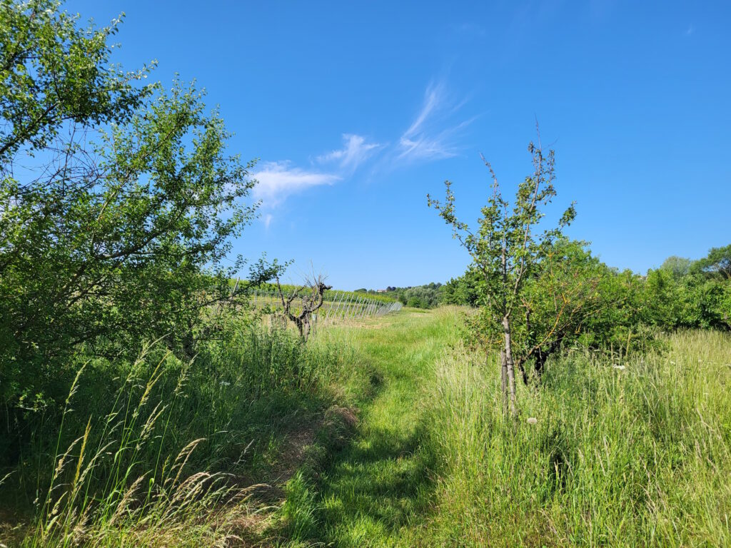 Hiwweltour Zornheimer Berg: Hinauf durch die Reben