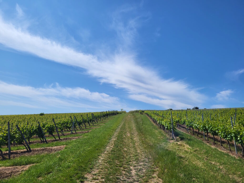 Hiwweltour Zornheimer Berg: Letzter Anstieg durch den Weinhang