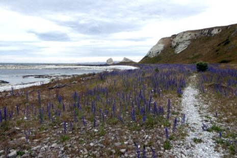 Unterwegs auf dem Kaikoura Peninsula Walkway