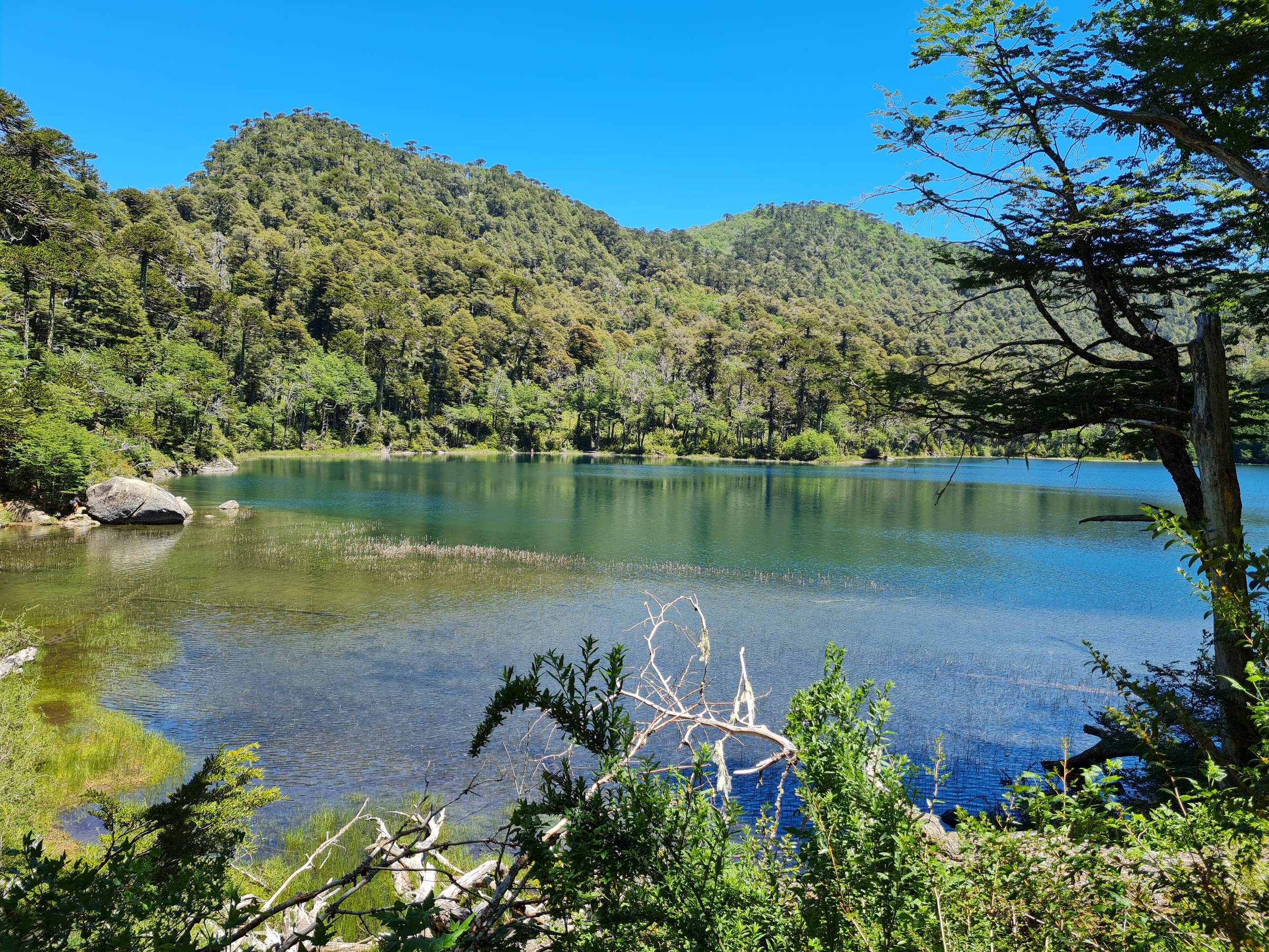 Süßwasser-Lagune in Chile: Laguna Verde, Nationalpark Huerquehue