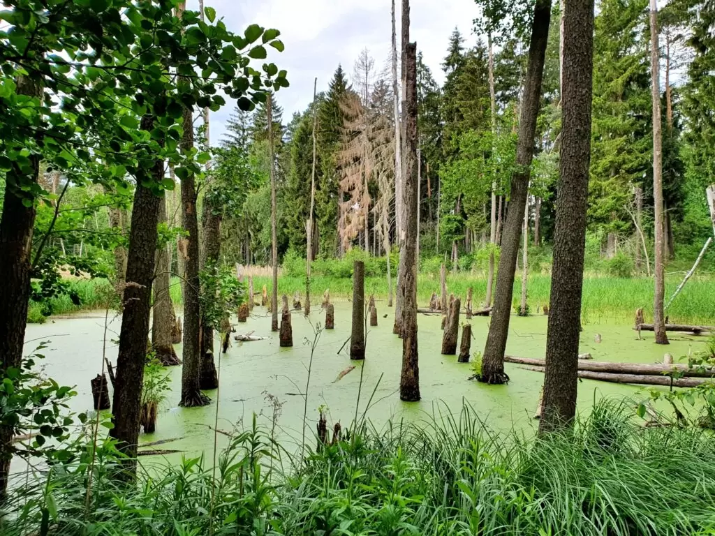 Sumpf beim Kleinen Klobichsee, Märkische Schweiz