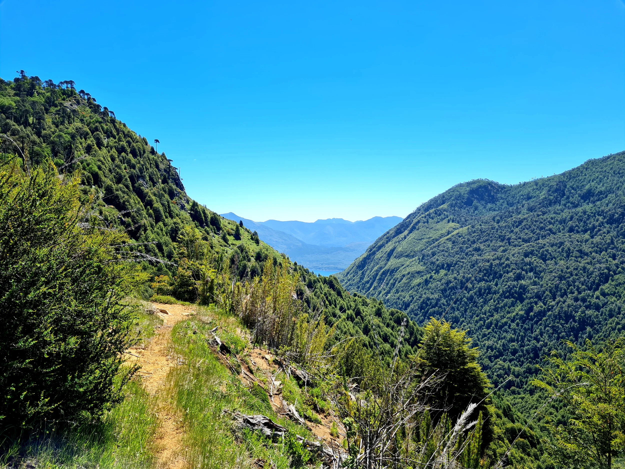 Blick vom Mirador Renahue über den Nationalpark Huerquehue bis zum Lago Tinquilco