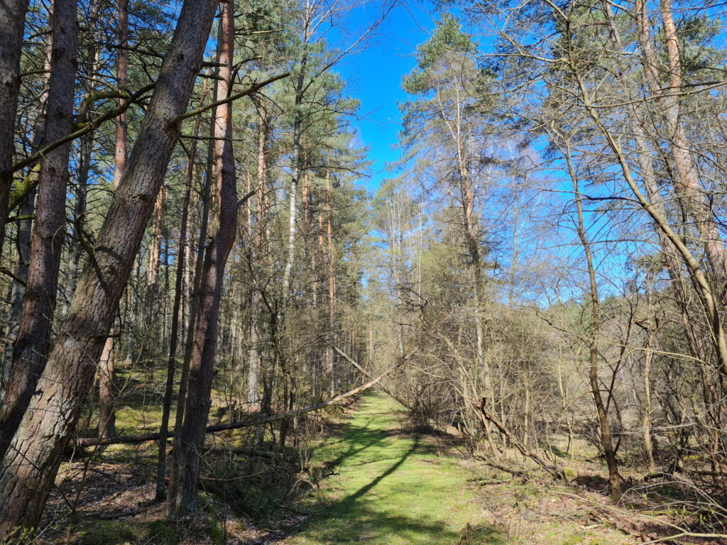 Wanderung durch den Müritz-Nationalpark: Auf Waldwegen in Richtung Müritz-Nationalpark-Weg