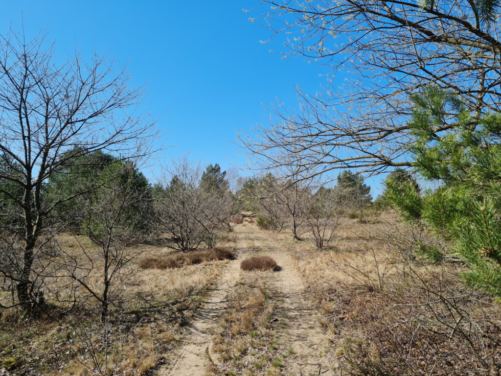 Lichtung kurz vor den Zillmannseen, Wanderung durch den Müritz-Nationalpark von Kratzeburg nach Waren