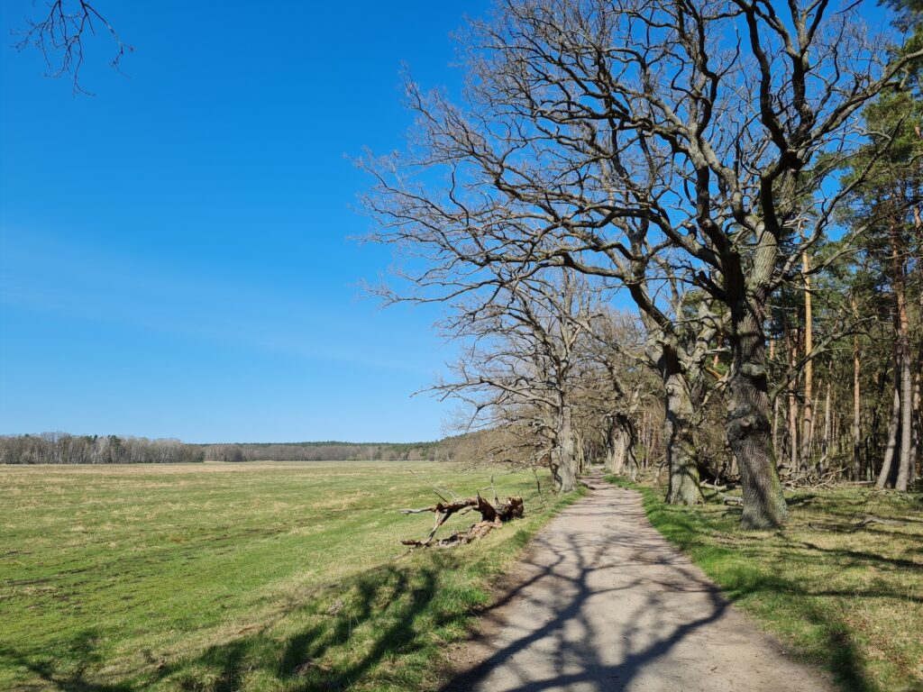 Waldrand beim Rederangsee, Wanderung durch den Müritz-Nationalpark von Kratzeburg nach Waren