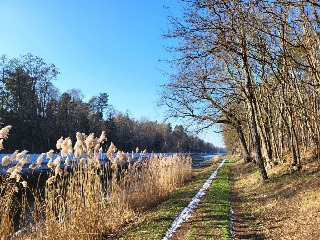 Oder-Spree-Kanal-Wanderung: Schilfbewuchs bei Hartmannsdorf