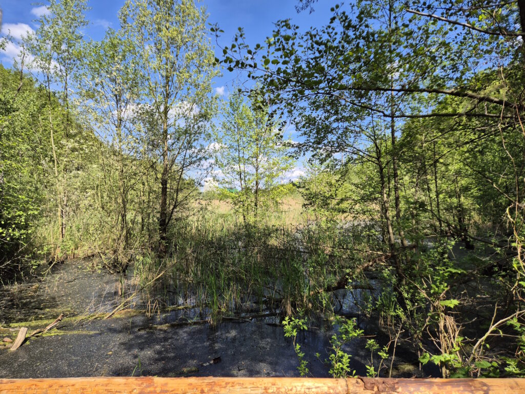 Pichelswerder-Wanderung: Brücke über die Fließwiese