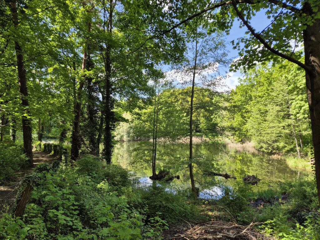 Pichelswerder-Wanderung: Murellenteich