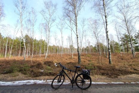 Reicherskreuzer Heide im Naturpark Schlaubetal