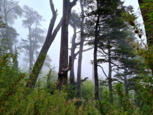 Regenwald-Stillleben in Chile