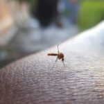 Ein Repellent schützt dich vor Insektenstichen