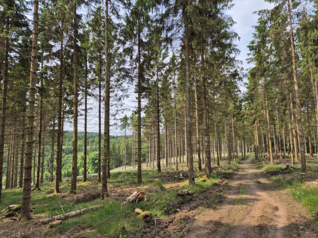 Rothaargebirge-Durchquerung: Somborn