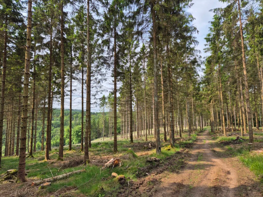 Rothaargebirge-Durchquerung: Somborn