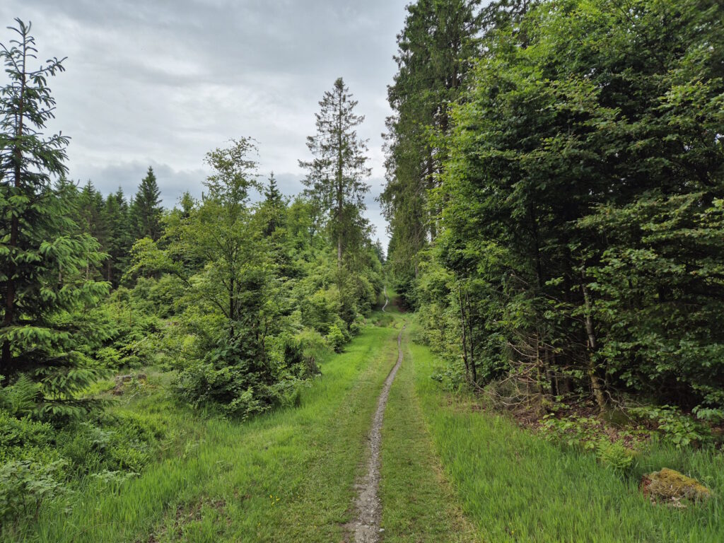 Rothaargebirge-Durchquerung: Grenzweg vor Jagdhaus