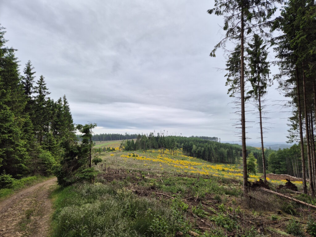 Rothaargebirge-Durchquerung: Nordhöll