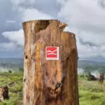 Rothaarsteig Markierung für den Rothaarsteig