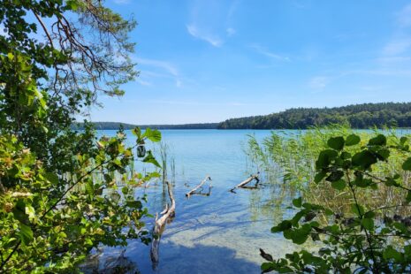 Stechlinsee-Wanderung von Rheinsberg nach Fürstenberg: Stechlinsee vom Nordufer