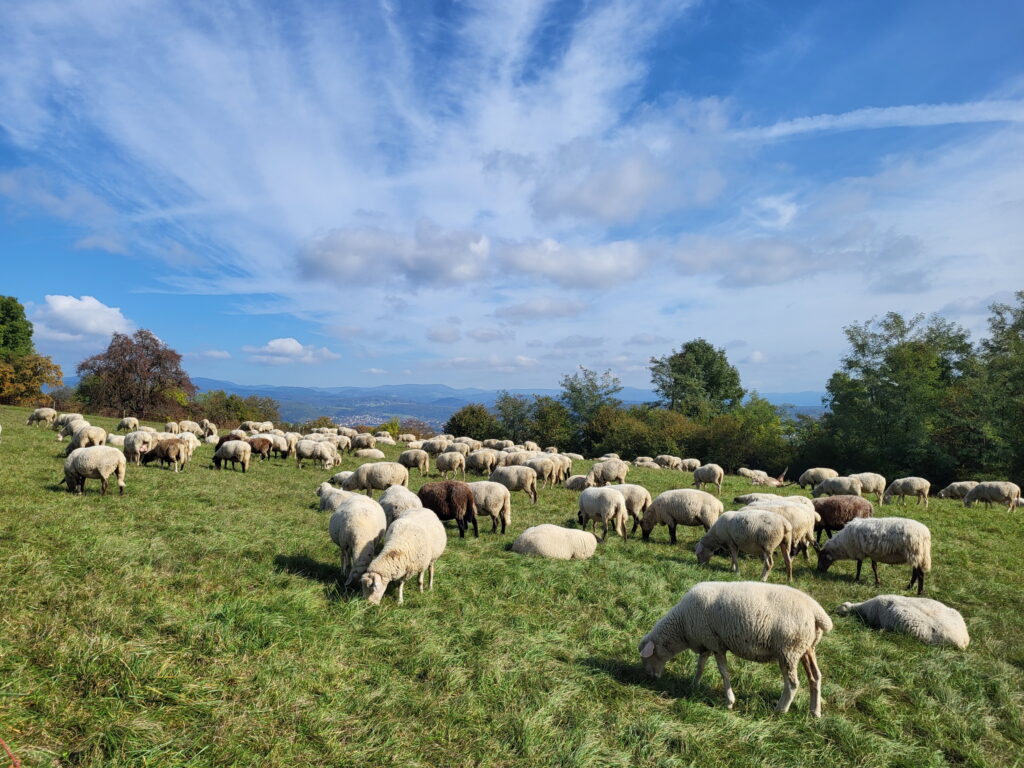 Südschwarzwald-Durchquerung: Tüllinger Höhe