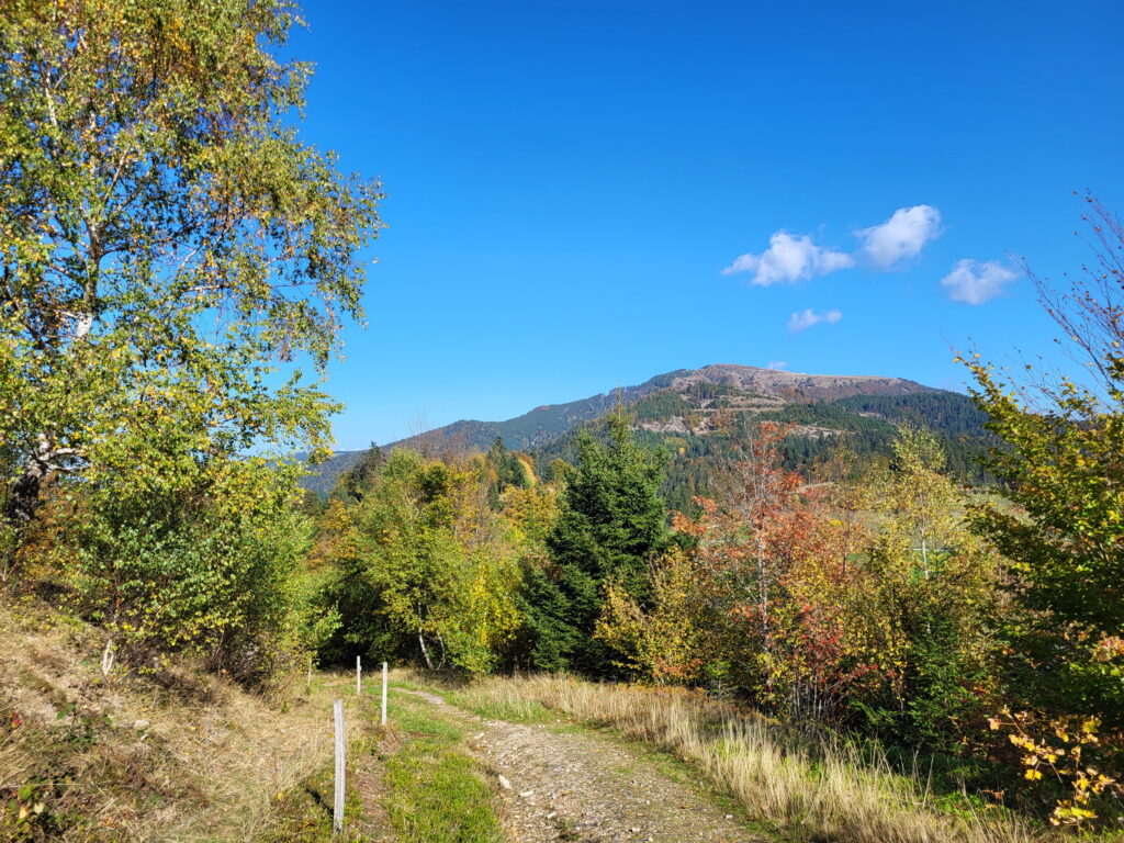 Südschwarzwald-Durchquerung: Abstieg zum Haldenhof mit Belchen-Blick