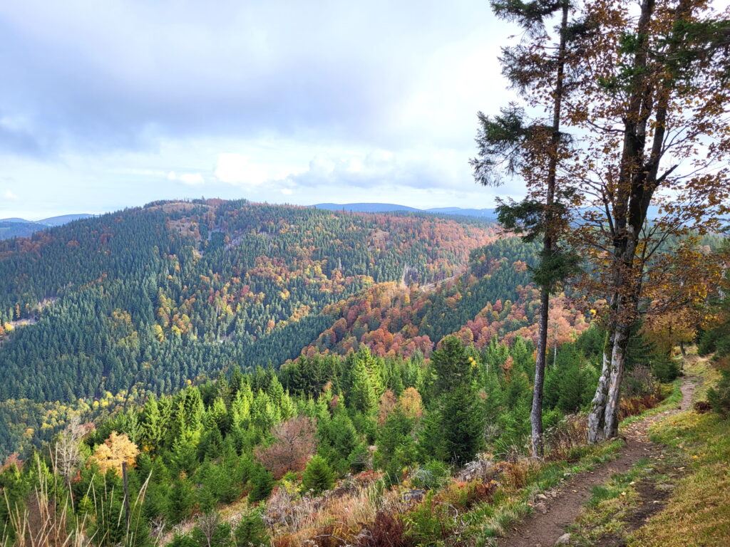 Südschwarzwald-Durchquerung: Abstieg vom Belchen