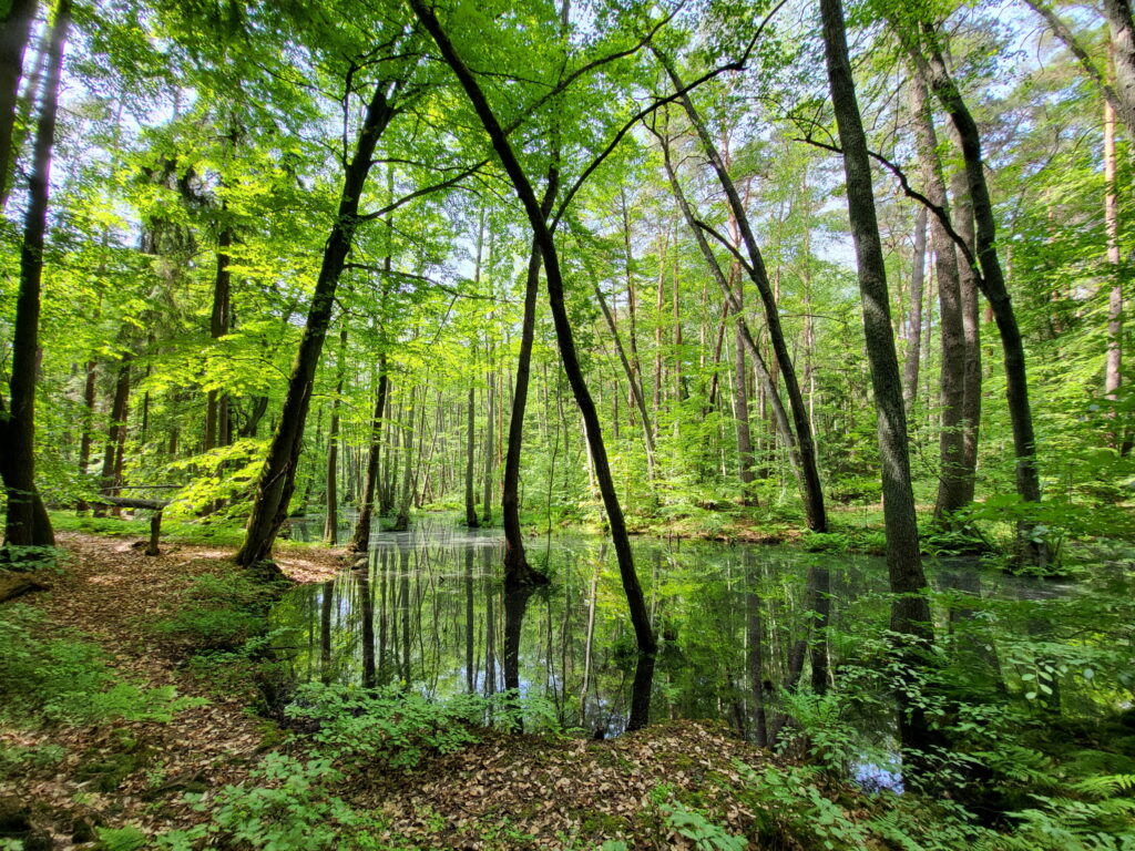 Tegeler Fließ Wanderung: Teufelssee